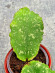 Hoya Undulata Army Tricolour Silver