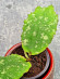Hoya Undulata Army Tricolour Silver