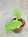 Hoya Undulata Army Tricolour Silver