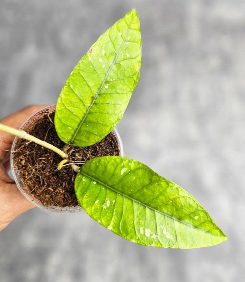 Hoya Aceh No Id Hoya Aceh No Id