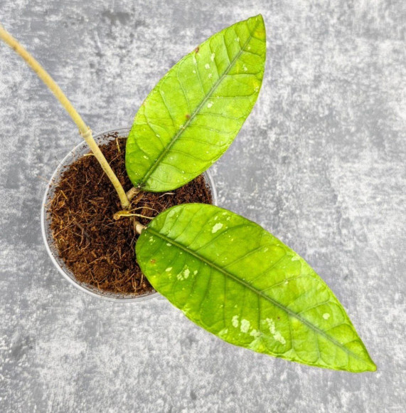 Hoya Aceh No Id Hoya Aceh No Id