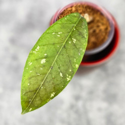 Hoya Sp. Aceh Tukik Pink Splash 