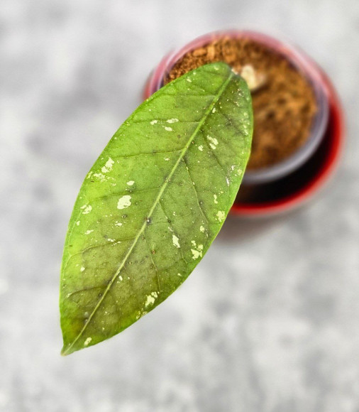 Hoya Sp. Aceh Tukik Pink Splash Hoya Sp. Aceh Tukik Pink Splash