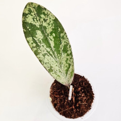 Hoya Fulgentha 