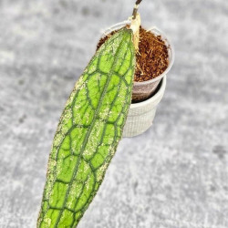 Hoya Clemensiorum Aceh #026                   