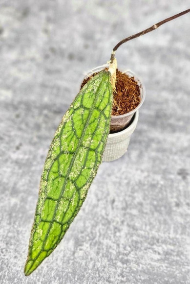 Hoya Clemensiorum Aceh #026                   