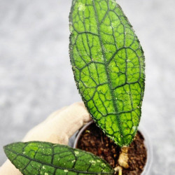 Hoya Clemensiorum Aceh ar #117