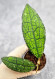 Hoya Clemensiorum Aceh ar #117