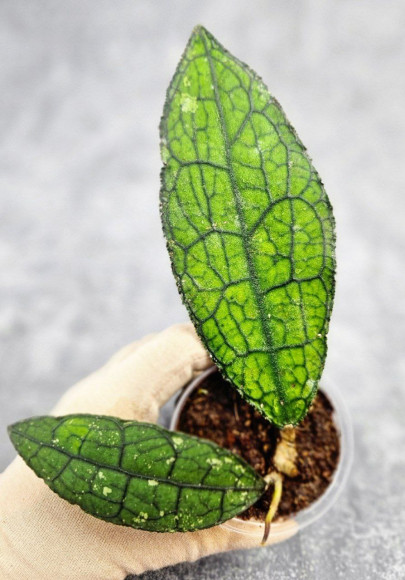 Hoya Clemensiorum Aceh ar #117