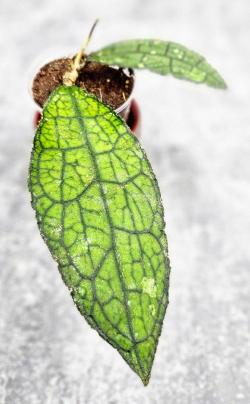 Hoya Clemensiorum Aceh ar #117