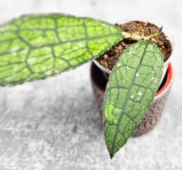 Hoya Clemensiorum Aceh ar #117