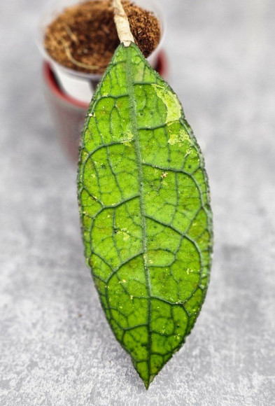 Hoya Clemensiorum Aceh ar #117