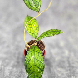 Hoya Clemensiorum Borneo Spesies   
