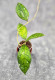 Hoya Clemensiorum Borneo Spesies   
