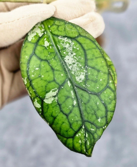 Hoya Clemensiorum Borneo Spesies Hoya Clemensiorum Borneo Spesies