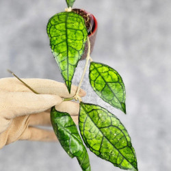 Hoya Clemensiorum Sarawak #002    