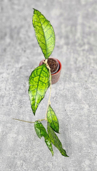 Hoya Clemensiorum Sarawak #002    