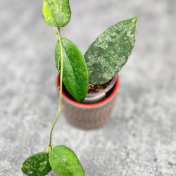 Hoya Caudata Aceh  High Splash  