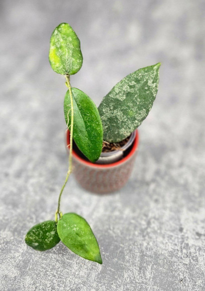 Hoya Caudata Aceh  High Splash  