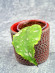 Hoya Undulata Army Tricolour Silver 