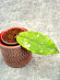 Hoya Undulata Army Tricolour Silver 