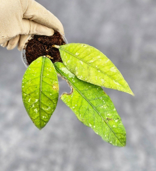 Hoya Aceh No Id Hoya Aceh No Id