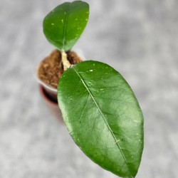 Hoya Sp. Aceh Canoe 