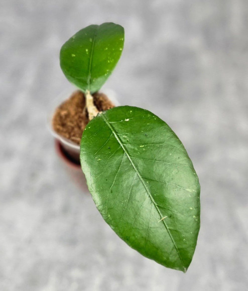 Hoya Sp. Aceh Canoe Hoya Sp. Aceh Canoe