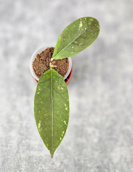 Hoya Sp. Aceh Tukik Pink Splash 