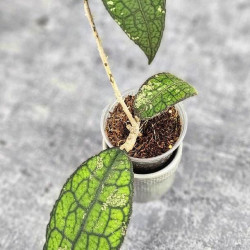 Hoya Clemensiorum Aceh #026 