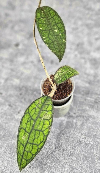 Hoya Clemensiorum Aceh #026 