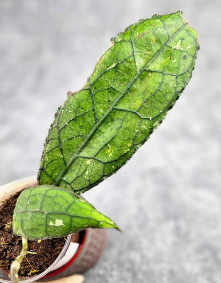 Hoya Clemensiorum Aceh ar #118 Hoya Clemensiorum Aceh ar #118