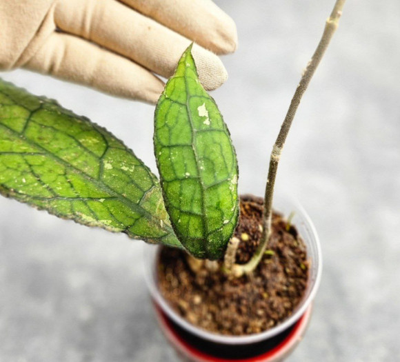 Hoya Clemensiorum Aceh ar #118 Hoya Clemensiorum Aceh ar #118