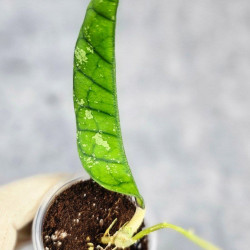 Hoya Clemensiorum Borneo Spesies    