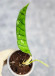 Hoya Clemensiorum Borneo Spesies    