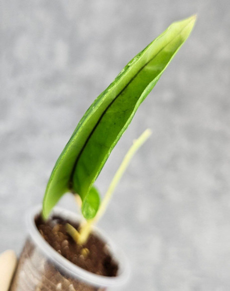 Hoya Clemensiorum Borneo Spesies Hoya Clemensiorum Borneo Spesies