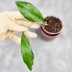 Hoya Clemensiorum Sarawak #002 