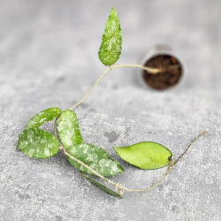 Hoya Caudata Aceh  