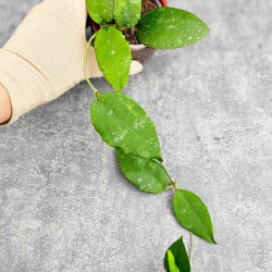 Hoya Caudata Aceh  High Splash  