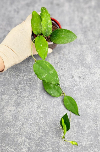 Hoya Caudata Aceh High Splash Hoya Caudata Aceh High Splash