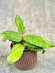 Hoya Undulata Army Tricolour Silver 