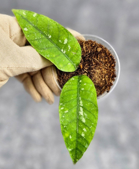 Hoya Aceh No Id Hoya Aceh No Id