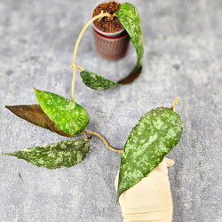 Hoya Caudata Aceh Red Big Leaf 