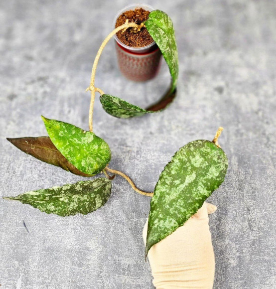 Hoya Caudata Aceh Red Big Leaf Hoya Caudata Aceh Red Big Leaf