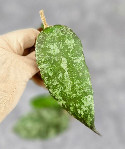 Hoya Caudata Aceh Red Big Leaf Hoya Caudata Aceh Red Big Leaf