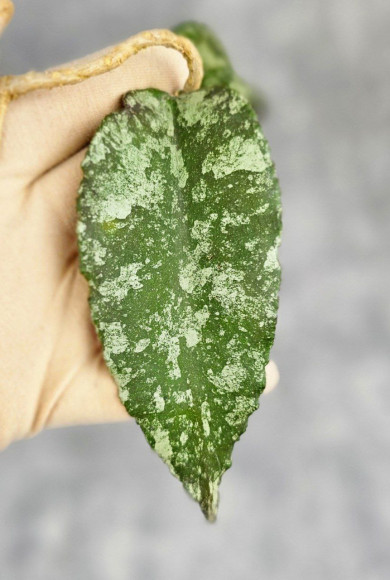 Hoya Caudata Aceh Red Big Leaf Hoya Caudata Aceh Red Big Leaf