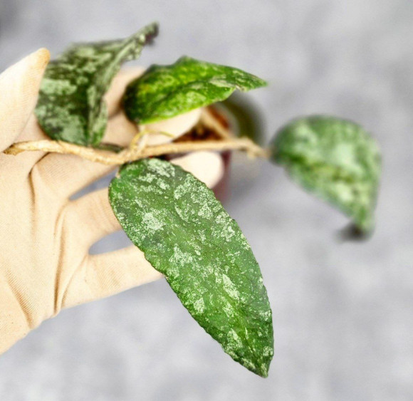 Hoya Caudata Aceh Red Big Leaf Hoya Caudata Aceh Red Big Leaf