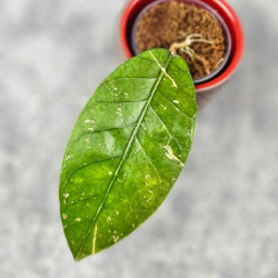 Hoya Sp. Aceh Tukik Pink Splash 