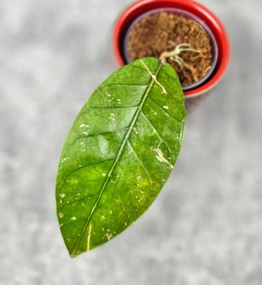 Hoya Sp. Aceh Tukik Pink Splash 