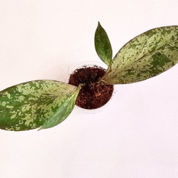 Hoya Fulgentha  